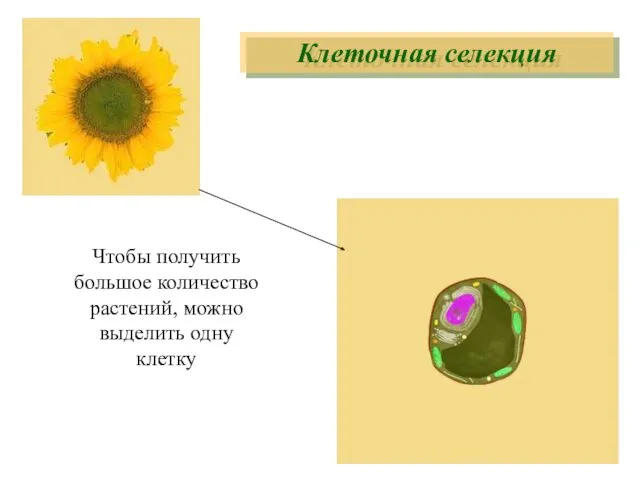 Чтобы получить большое количество растений, можно выделить одну клетку Клеточная селекция