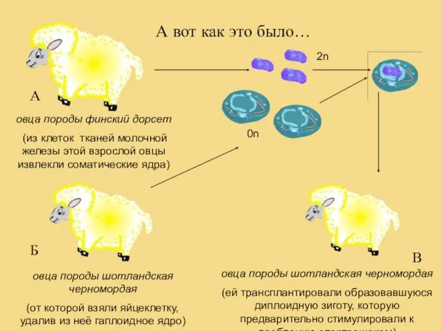 А А вот как это было… овца породы финский дорсет (из клеток тканей