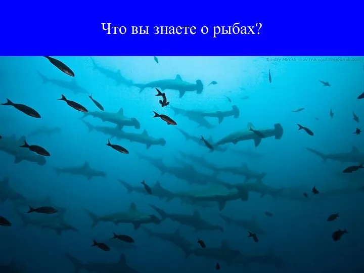 Что вы знаете о рыбах?