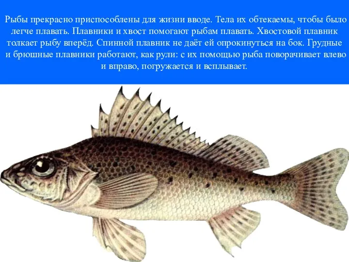 Рыбы прекрасно приспособлены для жизни вводе. Тела их обтекаемы, чтобы было легче плавать.