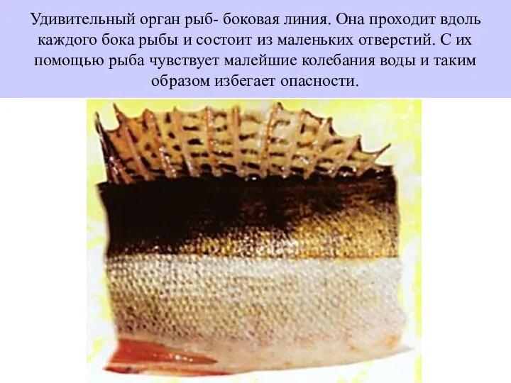 Удивительный орган рыб- боковая линия. Она проходит вдоль каждого бока рыбы и состоит