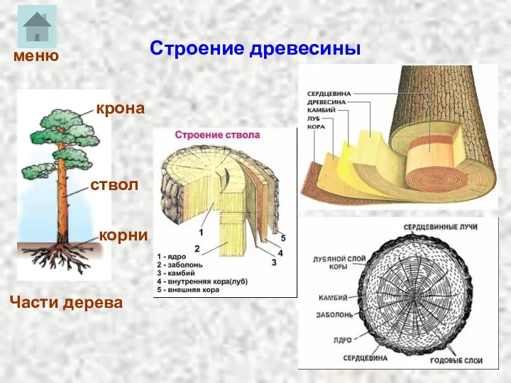 Строение древесины Части дерева крона ствол корни меню