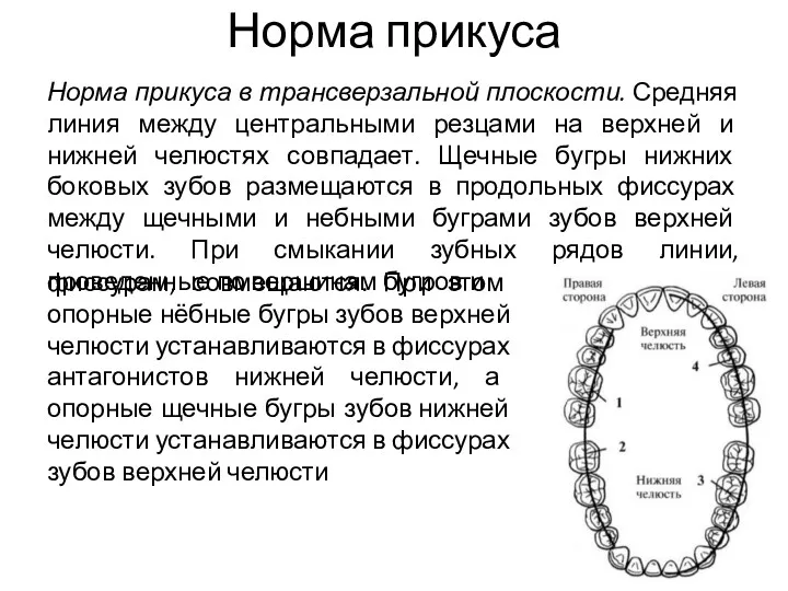 Норма прикуса Норма прикуса в трансверзальной плоскости. Средняя линия между