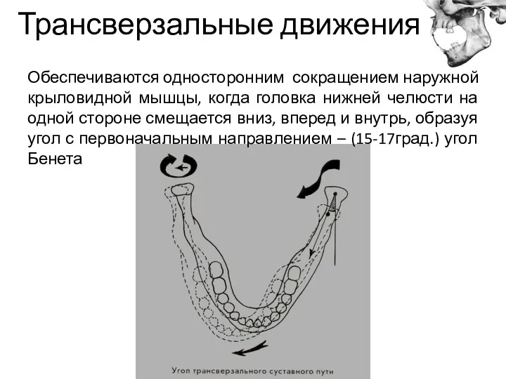 Трансверзальные движения Обеспечиваются односторонним сокращением наружной крыловидной мышцы, когда головка