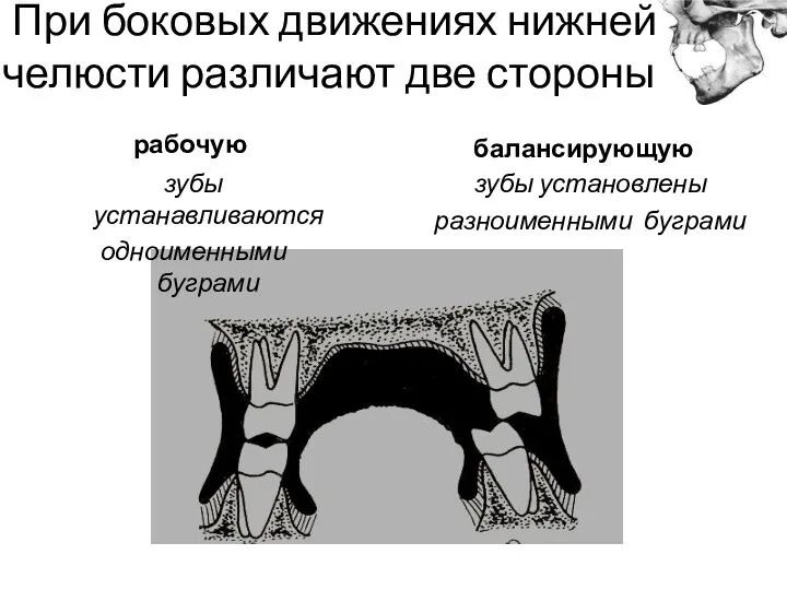 При боковых движениях нижней челюсти различают две стороны: зубы установлены