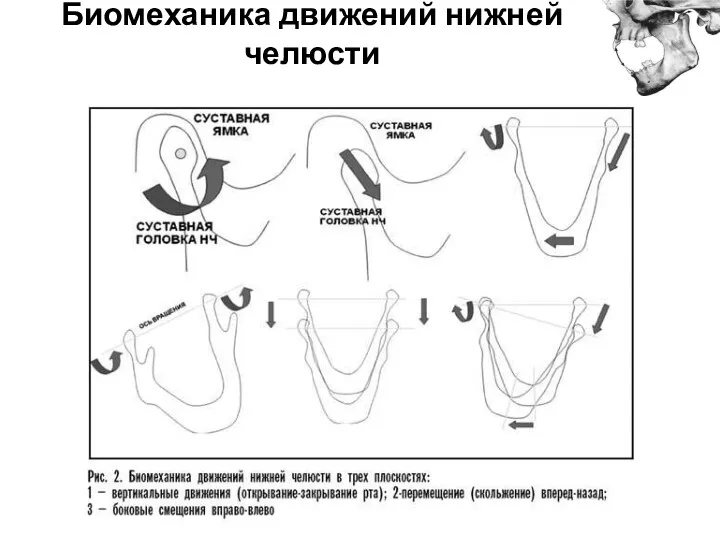 Биомеханика движений нижней челюсти