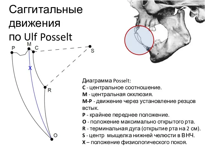 Саггитальные движения по Ulf Posselt Диаграмма Posselt: C - центральное