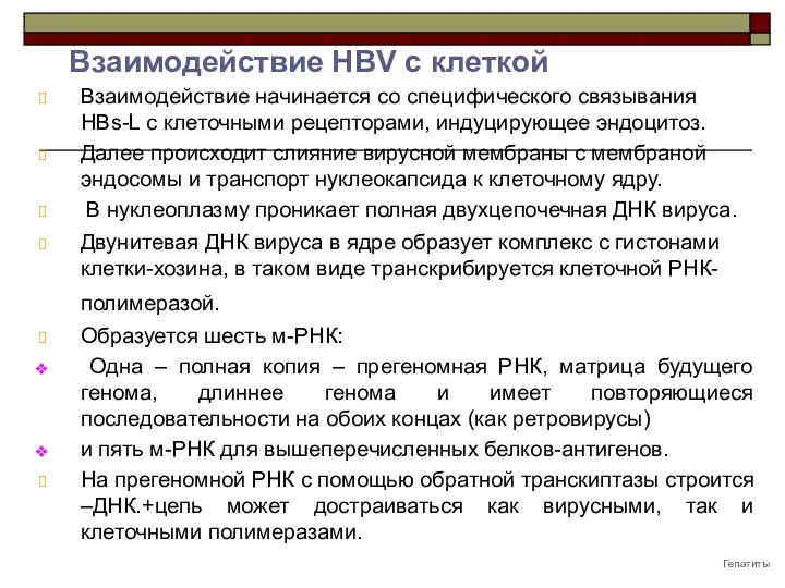 Гепатиты Взаимодействие начинается со специфического связывания HBs-L с клеточными рецепторами,