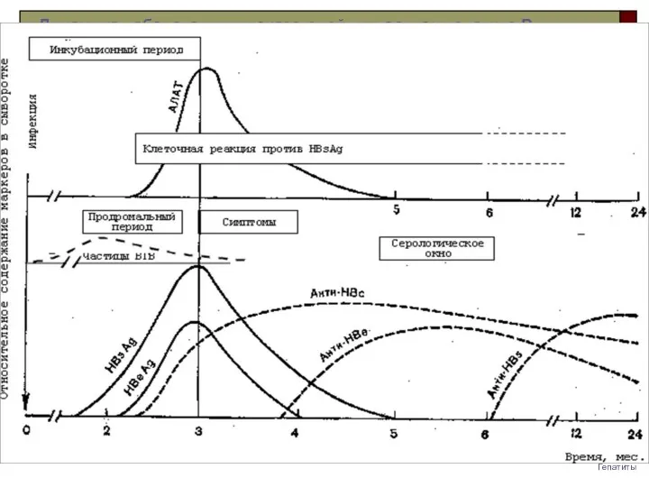 Гепатиты Динамика лабораторных показателей при остром гепатите В