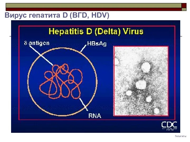 Гепатиты Вирус гепатита D (ВГD, HDV)