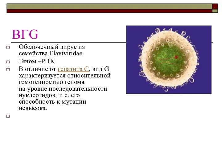 ВГG Оболочечный вирус из семейства Flaviviridae Геном –РНК В отличие