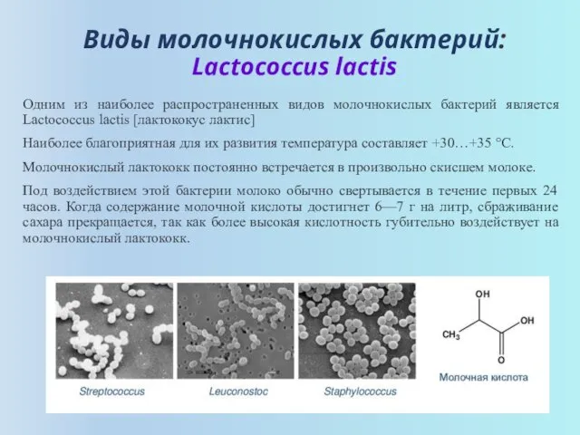 Виды молочнокислых бактерий: Lactococcus lactis Одним из наиболее распространенных видов