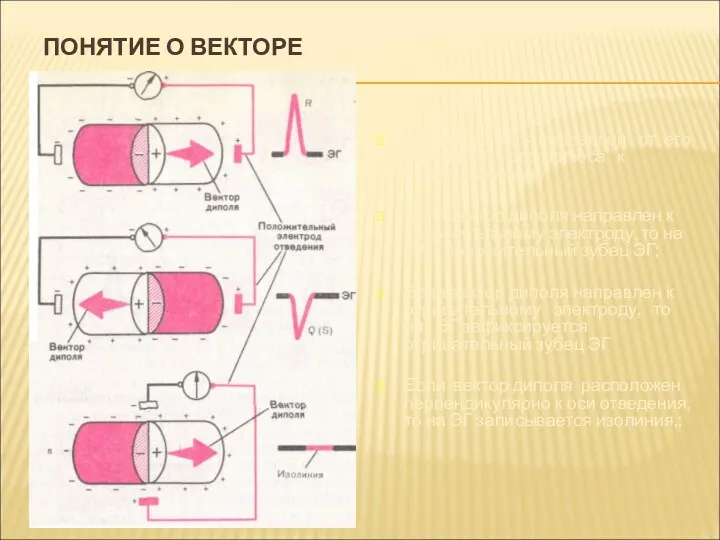 ПОНЯТИЕ О ВЕКТОРЕ Вектор диполя направлен от его отрицательного полюса