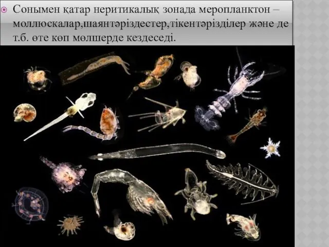 Сонымен қатар неритикалық зонада меропланктон –моллюскалар,шаянтәріздестер,тікентәрізділер және де т.б. өте көп мөлшерде кездеседі.