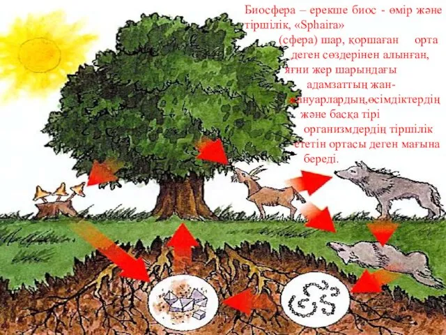 Биосфера – ерекше биос - өмір және тіршілік, «Sphaira» (сфера)