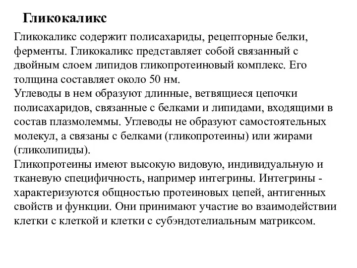 Гликокаликс Гликокаликс содержит полисахариды, рецепторные белки, ферменты. Гликокаликс представляет собой