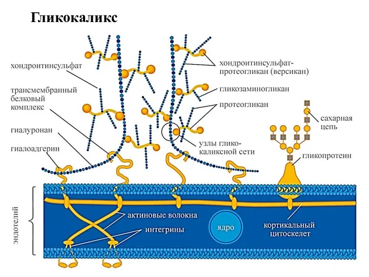 Гликокаликс