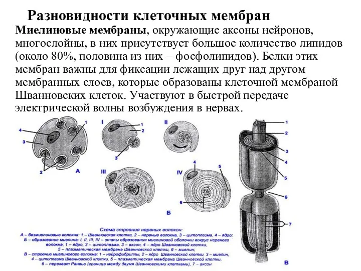 Разновидности клеточных мембран Миелиновые мембраны, окружающие аксоны нейронов, многослойны, в