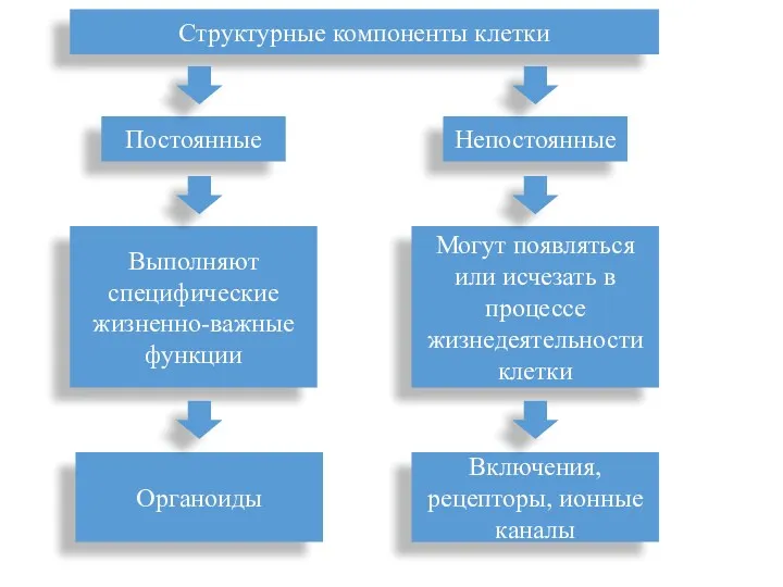 Структурные компоненты клетки Постоянные Непостоянные Выполняют специфические жизненно-важные функции Органоиды