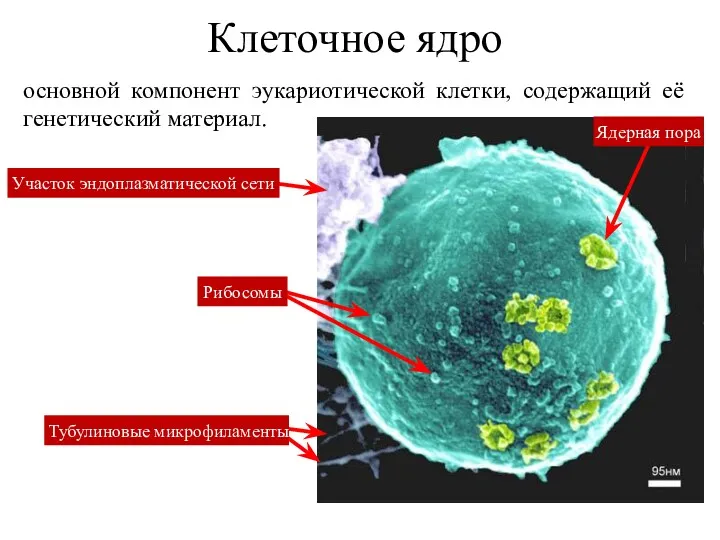 Клеточное ядро основной компонент эукариотической клетки, содержащий её генетический материал.