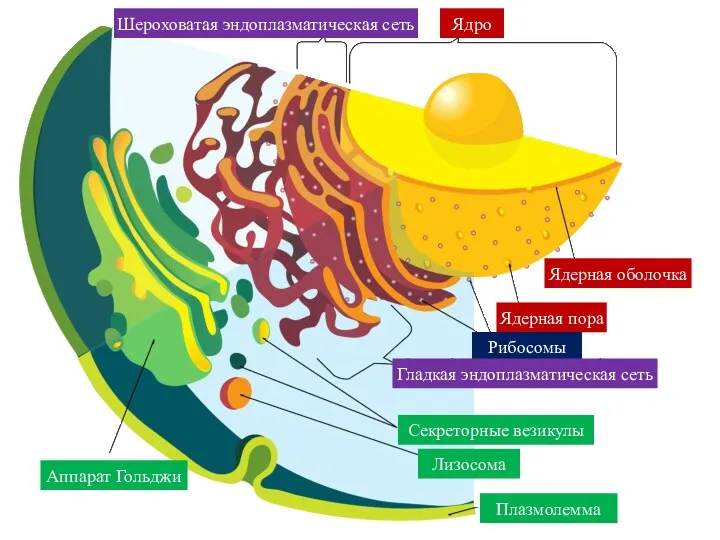 Шероховатая эндоплазматическая сеть Ядро Ядерная оболочка Ядерная пора Рибосомы Гладкая