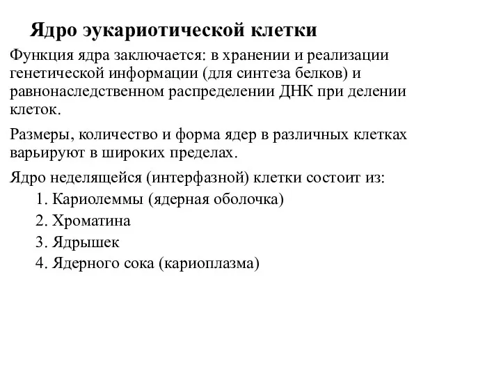 Ядро эукариотической клетки Функция ядра заключается: в хранении и реализации