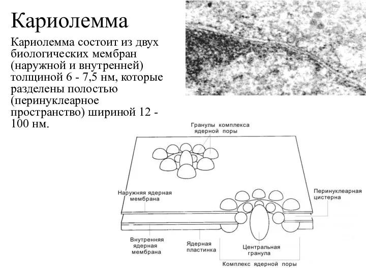 Кариолемма Кариолемма состоит из двух биологических мембран (наружной и внутренней)