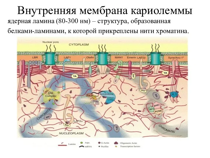 Внутренняя мембрана кариолеммы ядерная ламина (80-300 нм) – структура, образованная белками-ламинами, к которой прикреплены нити хроматина.