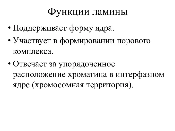 Функции ламины Поддерживает форму ядра. Участвует в формировании порового комплекса.