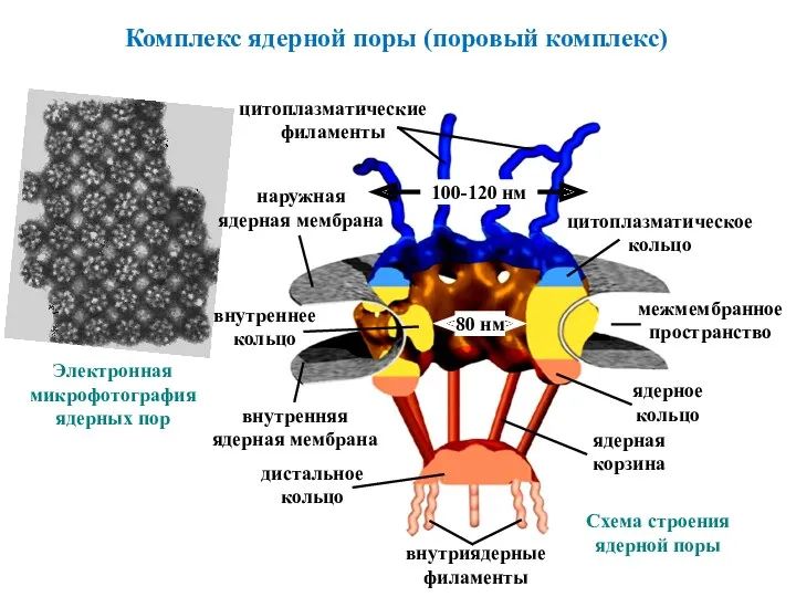 Комплекс ядерной поры (поровый комплекс) Электронная микрофотография ядерных пор 80