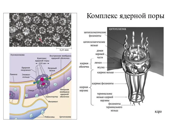 Комплекс ядерной поры