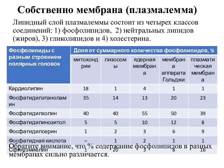 Собственно мембрана (плазмалемма) Липидный слой плазмалеммы состоит из четырех классов