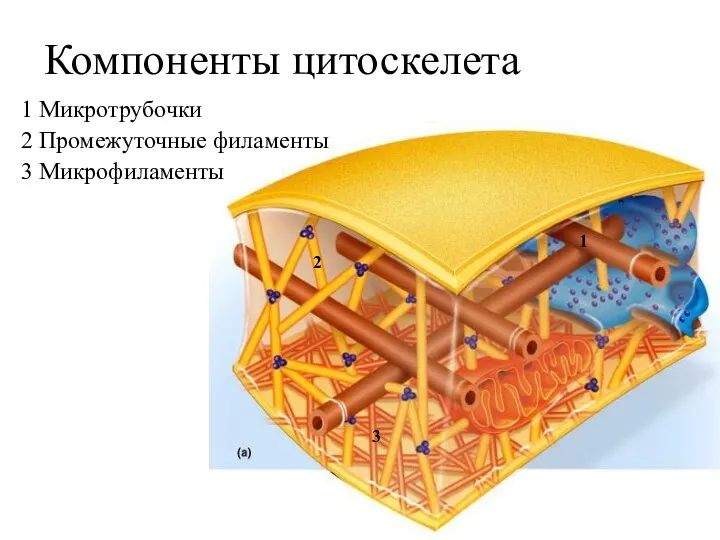 Компоненты цитоскелета 1 Микротрубочки 2 Промежуточные филаменты 3 Микрофиламенты 1 2 3