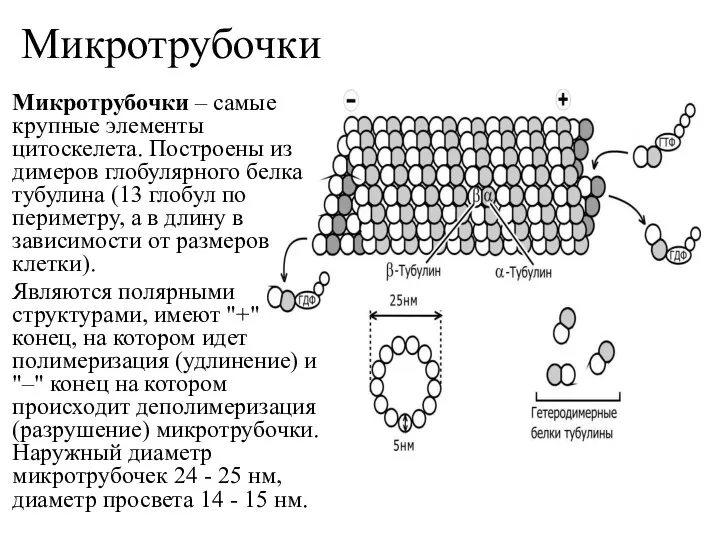 Микротрубочки Микротрубочки – самые крупные элементы цитоскелета. Построены из димеров