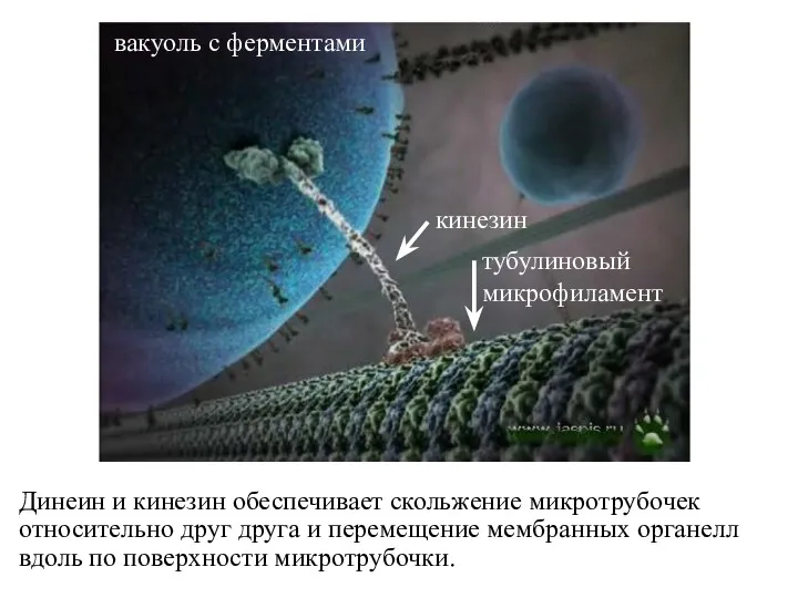 Динеин и кинезин обеспечивает скольжение микротрубочек относительно друг друга и