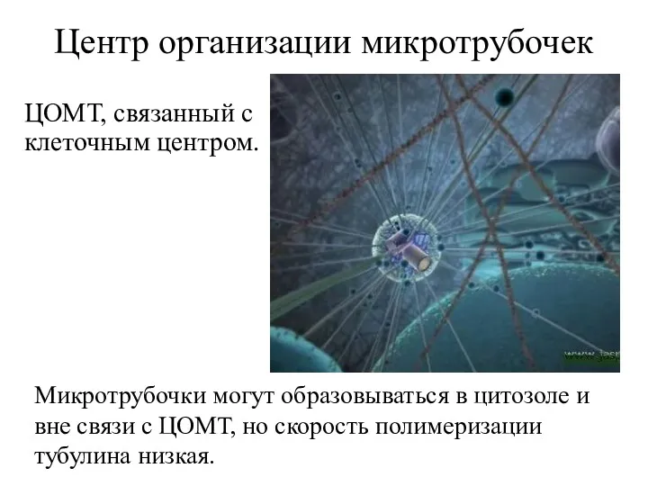 Центр организации микротрубочек ЦОМТ, связанный с клеточным центром. Микротрубочки могут