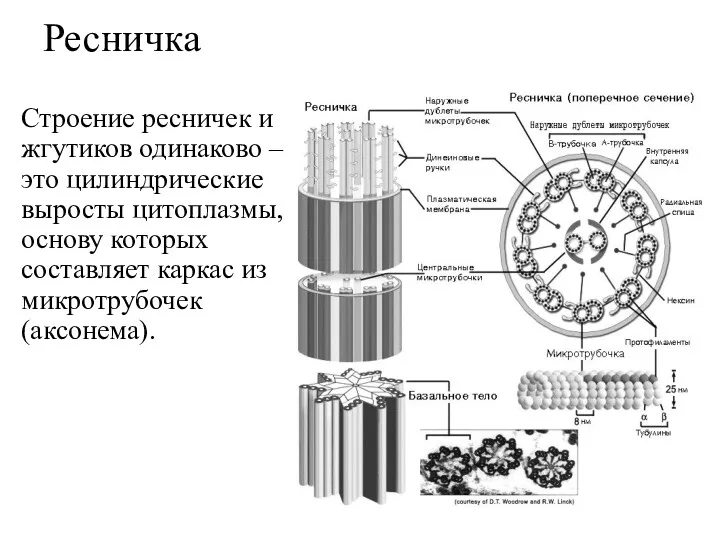 Ресничка Строение ресничек и жгутиков одинаково – это цилиндрические выросты