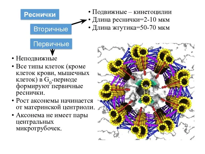 Неподвижные Все типы клеток (кроме клеток крови, мышечных клеток) в