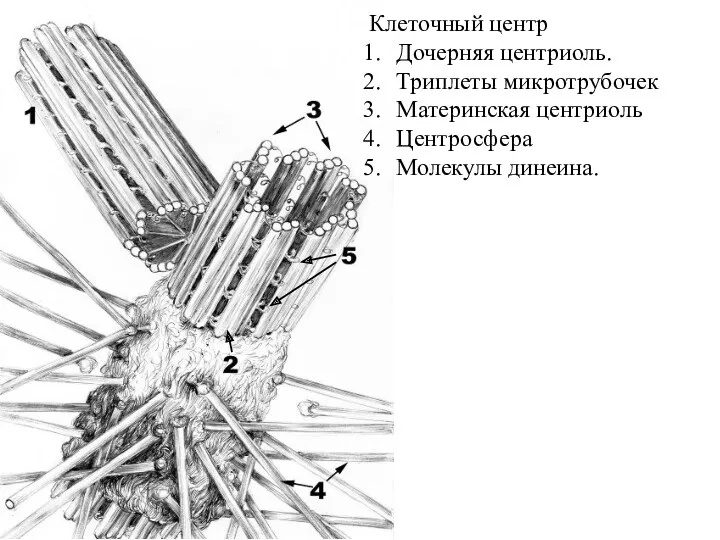 Клеточный центр Дочерняя центриоль. Триплеты микротрубочек Материнская центриоль Центросфера Молекулы динеина.