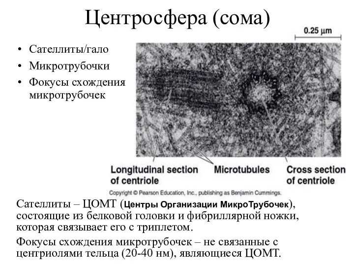 Центросфера (сома) Сателлиты/гало Микротрубочки Фокусы схождения микротрубочек Сателлиты – ЦОМТ