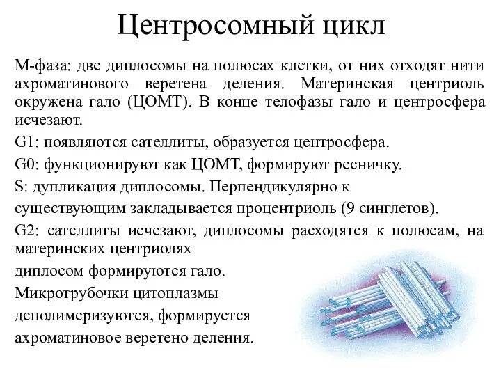 Центросомный цикл М-фаза: две диплосомы на полюсах клетки, от них