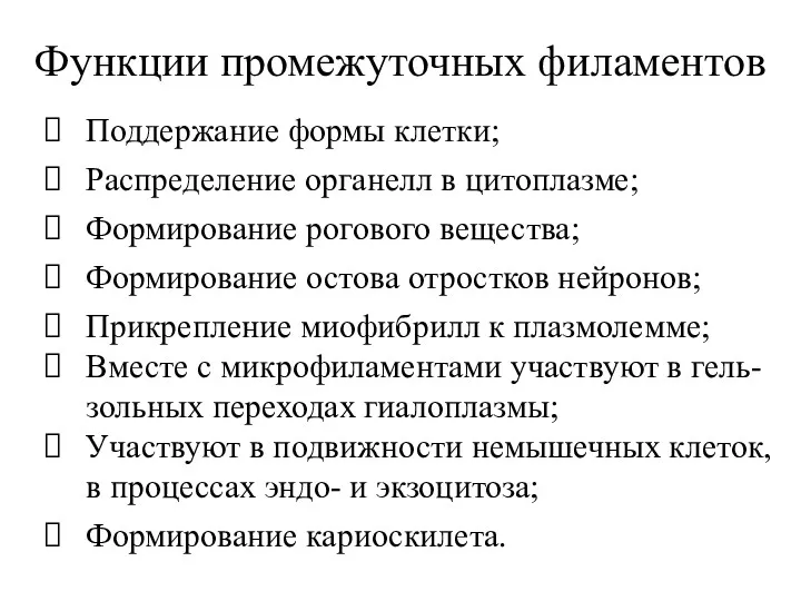 Функции промежуточных филаментов Поддержание формы клетки; Распределение органелл в цитоплазме;