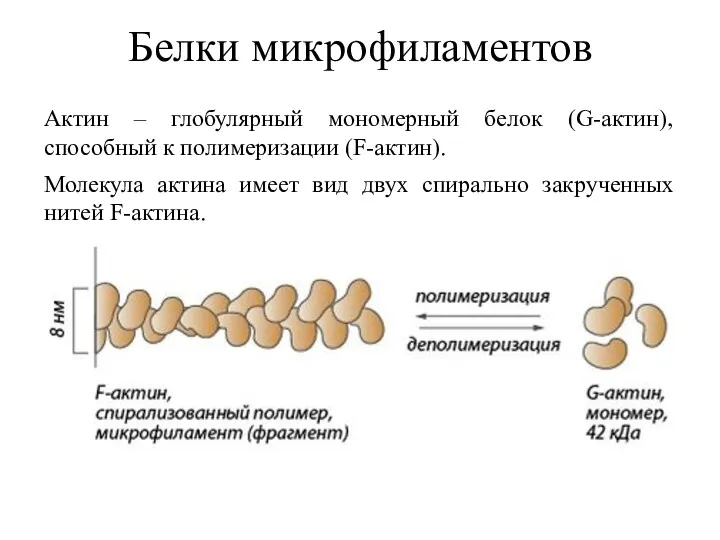 Белки микрофиламентов Актин – глобулярный мономерный белок (G-актин), способный к