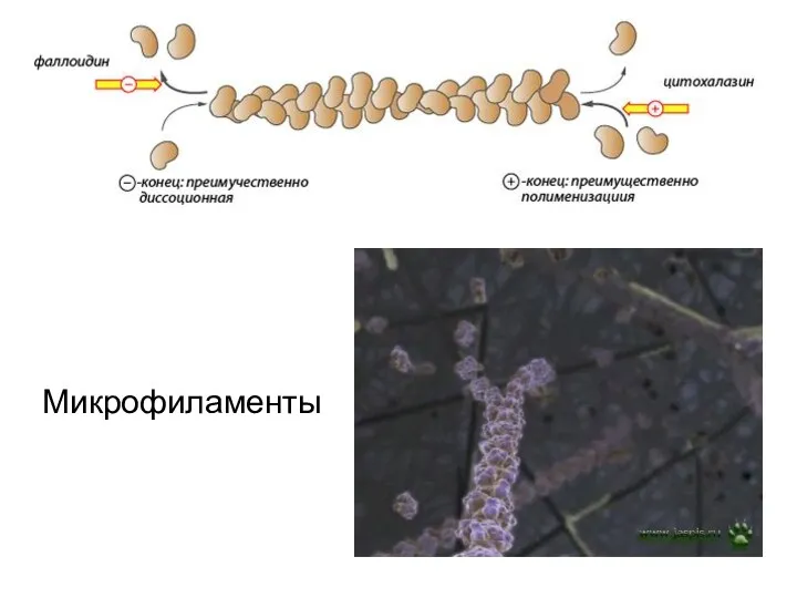 Микрофиламенты