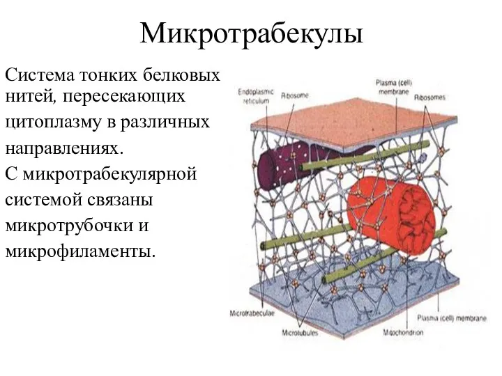 Микротрабекулы Система тонких белковых нитей, пересекающих цитоплазму в различных направлениях.