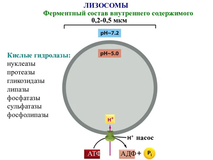 ЛИЗОСОМЫ Ферментный состав внутреннего содержимого 0,2-0,5 мкм насос АТФ АДФ