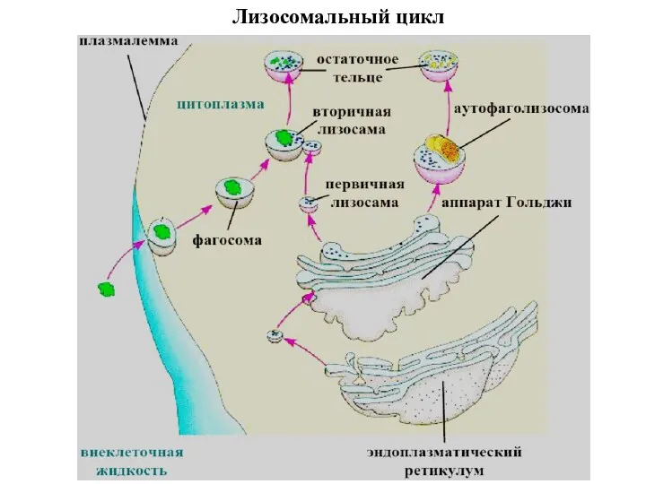 Лизосомальный цикл