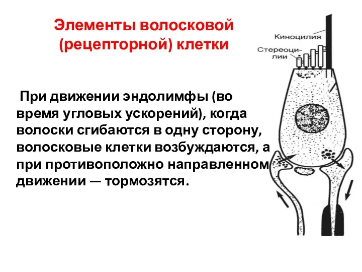 Элементы волосковой (рецепторной) клетки При движении эндолимфы (во время угловых ускорений), когда волоски