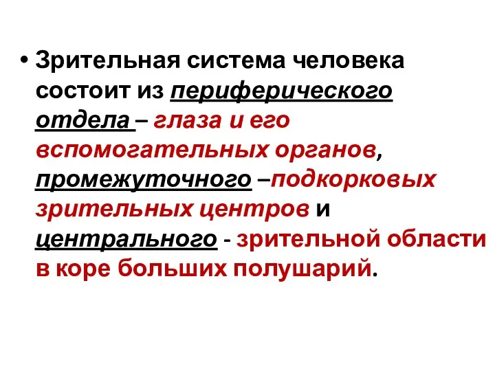 Зрительная система человека состоит из периферического отдела – глаза и его вспомогательных органов,