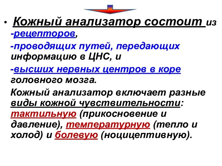 Кожный анализатор состоит из -рецепторов, -проводящих путей, передающих информацию в